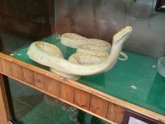 -上海大自然野生昆虫馆(东方明珠·爬宠昆虫探索中心)