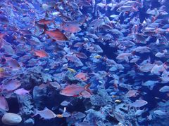 -成都浩海立方海洋公园