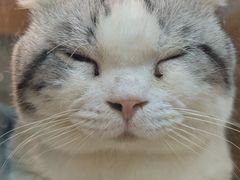 -BABIT巴比特宠物(MOMOPARK店)