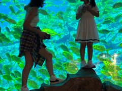 -芜湖新华联大白鲸海洋公园