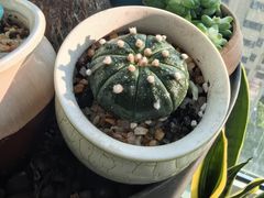 -龙大花卉苗木市场