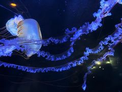 -海合安成都极地海洋公园