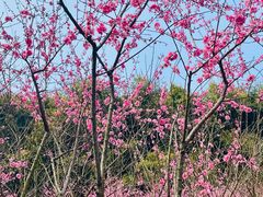 -重庆彩云湖湿地公园