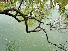 -香雪海