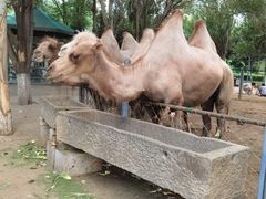 -长白岛森林公园