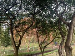 -老地方猫儿面(磁器口店)