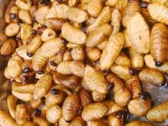 -昆虫窝子·特色云南菜(拓东路总店)