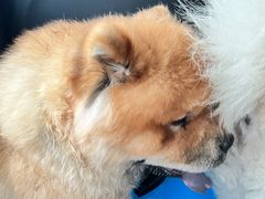 -佩兹宠物医院肿瘤专科·眼科·牙科(黄浦店)