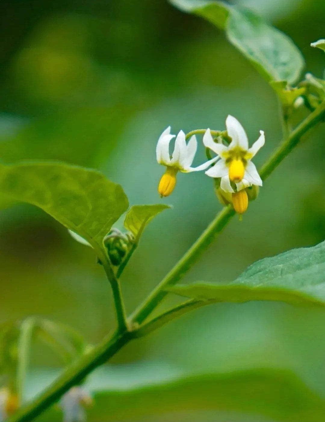 花语是沉不住气的龙葵