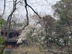 -虎跑公园