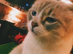-猫色咖啡·猫咖