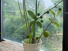 -北马山庄植趣咖啡