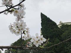 -武汉大学-樱园