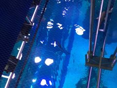 -迪拜水族馆及水下动物园