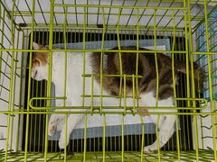 -瑞派罗医生宠物诊所(古镇分所)