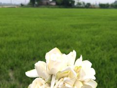 -洪湖生态旅游区