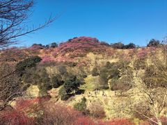 -新建村梅花