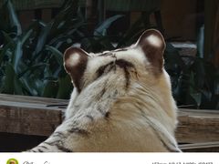 -麒麟中餐厅·经典粤菜·地道菜式老字号(广州长隆酒店)