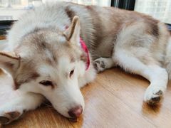 -Husky Go! 哈士奇体验馆·宠物咖啡厅狗咖