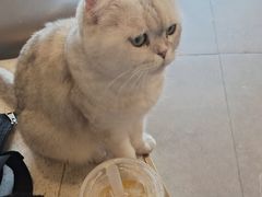 -飞行喵MR PILOT|猫舍·猫咖(静安大融城店)