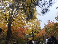 -小吊梨汤·北京菜(香山店)