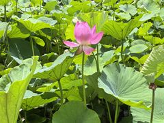 -莲花池公园