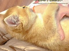 -momokira米努特·德文卷毛猫·棉花面纱犬
