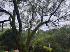 -潜山国家森林公园