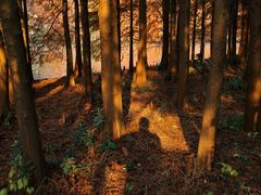 -上海海湾国家森林公园