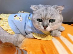 -啵啵喵·猫咖(攀华国际店)