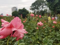 -香蜜公园