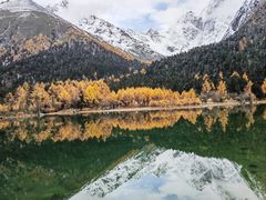 -金鼎雪山牦牛杂火锅(理县总店)