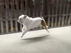 -宠物之家Pets Home 宠物寄养酒店
