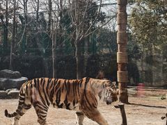 -上海野生动物园老虎餐厅