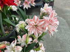 -凤来栖·净庭院·火锅(欧尚店)