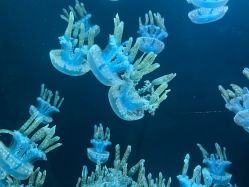 -Zoolung Zoolung动物主题公园(海信广场店)