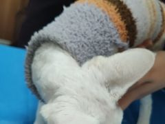 -宠福鑫动物医院(望京分院)