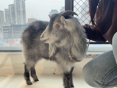 -怪兽屋·羊驼·猫咖·狗咖(俊华广场店)