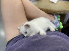 -贝康宠物医院·犬猫全科·小动物特色诊疗中心(东环路店)