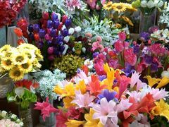 -大自然花鸟鱼虫市场