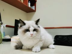 -艾贝尔宠物医院 ·内科全科(梁溪路店)