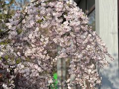 -高东镇樱花园