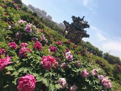 -曹州牡丹园