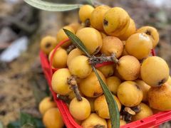 -塘栖枇杷特色园区