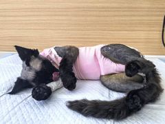 -达爱动物医院·犬猫分区·CT·复杂眼科(远洋山水分院)
