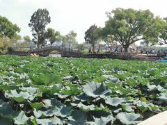 -无锡蠡湖国家湿地公园-蠡园