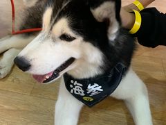 -Husky Go! 哈士奇体验馆·宠物咖啡厅狗咖