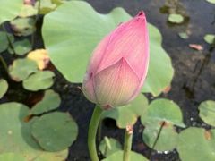 android_upload_pic-白塘生态植物园