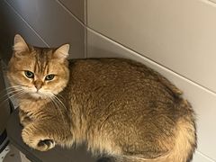 -滚猫咖啡·猫咖·猫友好撸猫(未来城店)