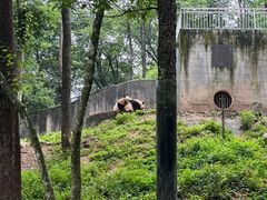 -中国大熊猫保护研究中心雅安碧峰峡基地